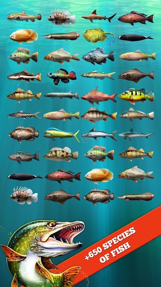 Let's Fish store still 3